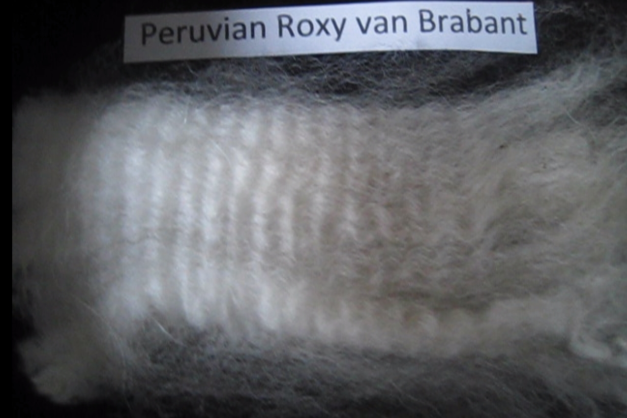 Wol van Roxy